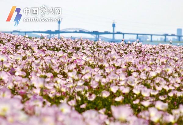 上海神秘花园揭秘，万朵红玫瑰构筑的新晋出片胜地