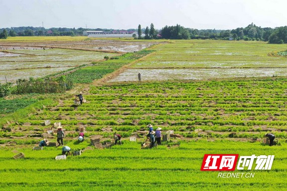 团洲垸复绿，新希望于丰收中绽放