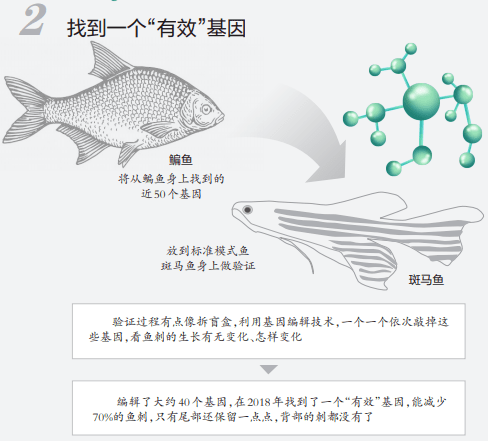 大国水产揭秘，平太荣的水产世界——从深海到餐桌的探秘之旅