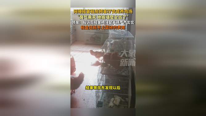 租客把客厅变成养鸡场